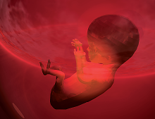 Graphic: Fetus