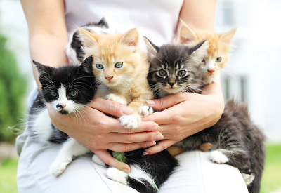 Photo: Person holding kittens