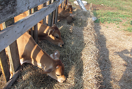 Photo of cows feeding at Gould Farm.