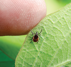 A small tick climbing on a green leaf. 