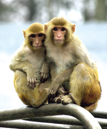 Photo: Rhesus monkeys