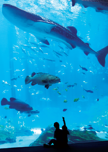 Photo: The Georgia Aquarium.