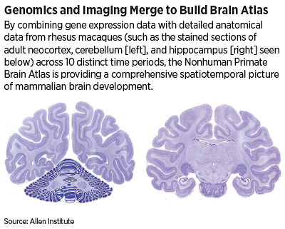 Graphic: Genomics and Imaging Merge to Build Brain Atlas