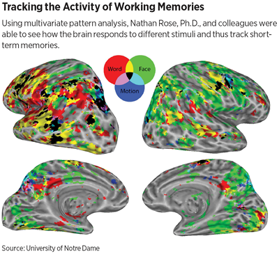 Graphic: Tracking the Activity of Working Memories