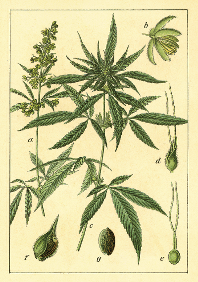 Photo: Marijuana illustration