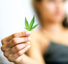 Photo: Marijuana leaf