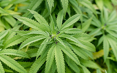 Photo: cannabis plant