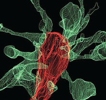 Graphic: Microglia
