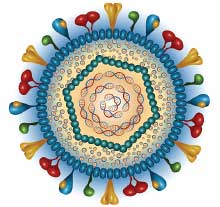 Illustration: Herpesvirus