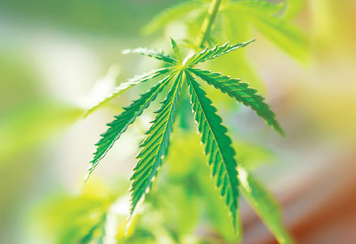 Photo: Cannabis