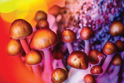 Illustration: Psychelic mushrooms