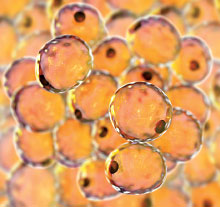 Photo: fatty cells