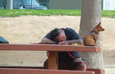 Photo: Man sleeping in a park with his head on a table with his dog