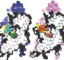 Photo: Protein structures