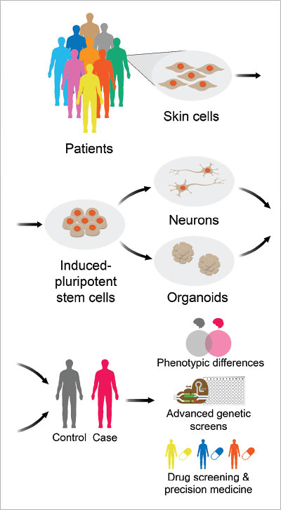 Graphic: explain how using human-induced pluripotent stem cells (hiPSCs), scientists can create homogenous populations of neural cells, or even three-dimensional “mini-brains” termed organoids, that allow investigators to study more complex aspects of neurodevelopment and circuits.