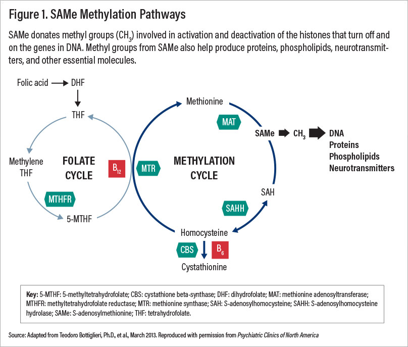 Figure 1: SAMe Methylation Pathway