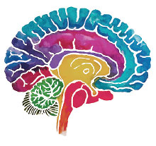 Graphic: Split of the Brain