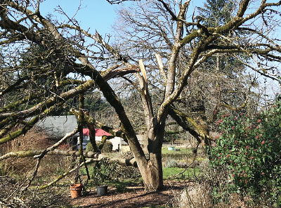 Photo: 44 year old walnut tree detroyed by storm in the february