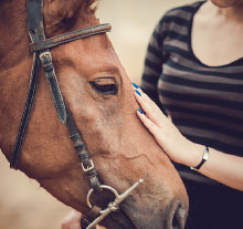 Photo: horse getting pet by a woman
