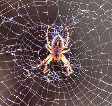 Photo: spider at the center of a web