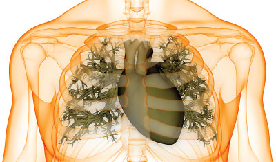 Graphic: main cardio-polmunary system