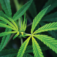 Photo: cannabis leaves