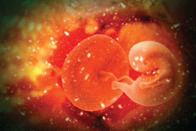 Photo: Fetus developing