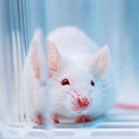 Picture: white mouse behind glass