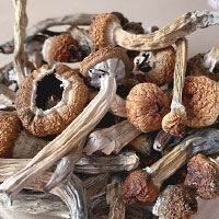 Photo: psycadelic mushrooms