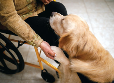 person on a wheelchair holding a dog paw