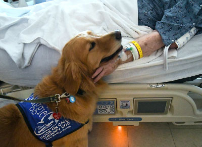 dog being pet by a person on a hospital bed