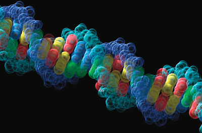 Photo: Model Of Helix Dna Strand
