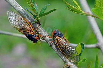 Photo of two cicads on a tree branch.