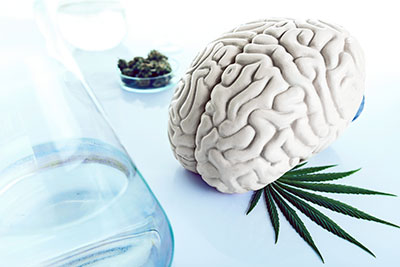 Photo of a model of a brain sitting with a marijuana leaf and bud.